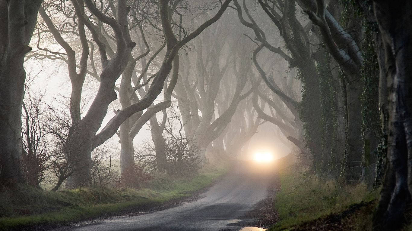 Mystery Dark Hedges Visual Art Background