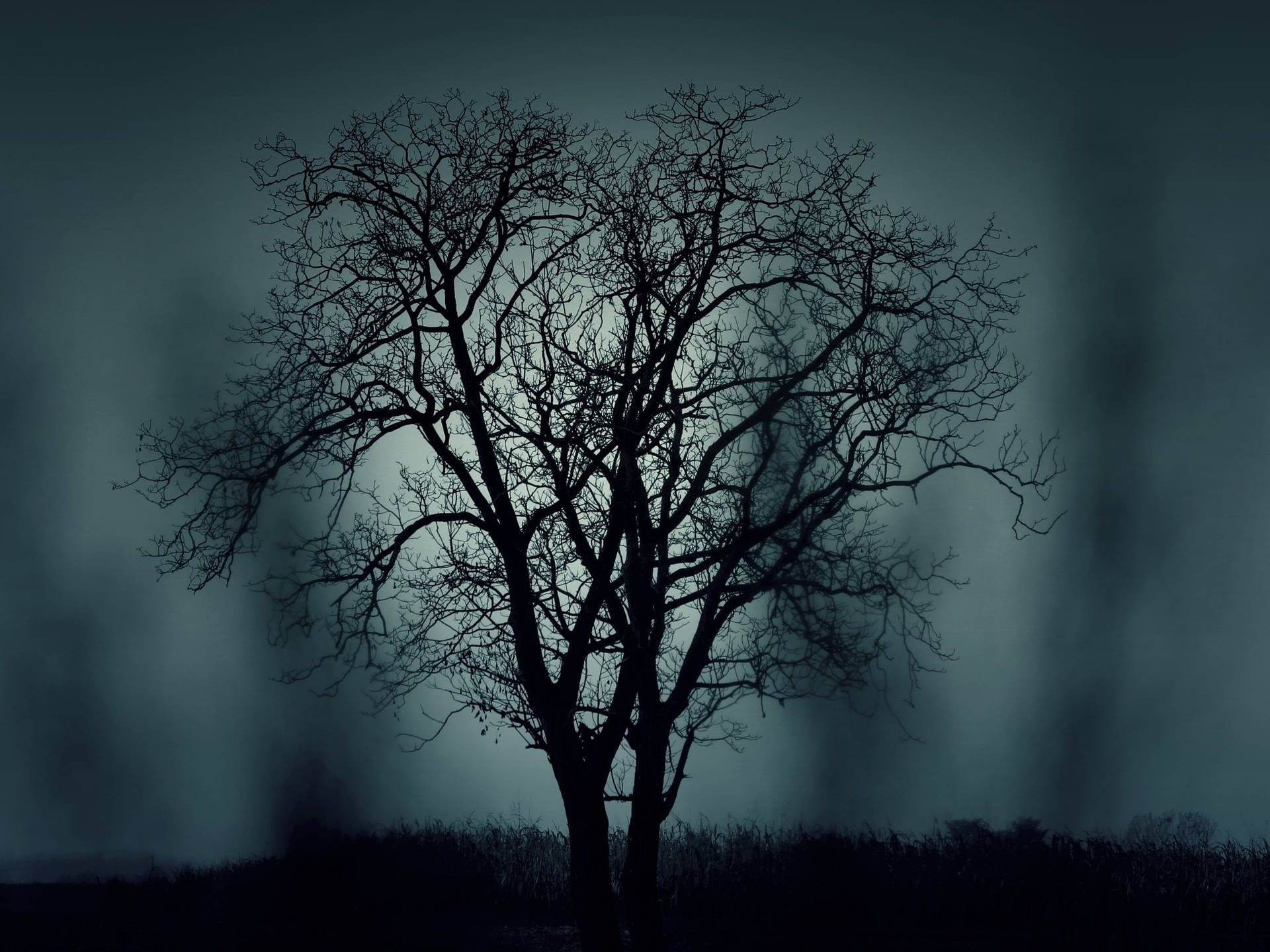 Mystery Leafless Tree Visual Art