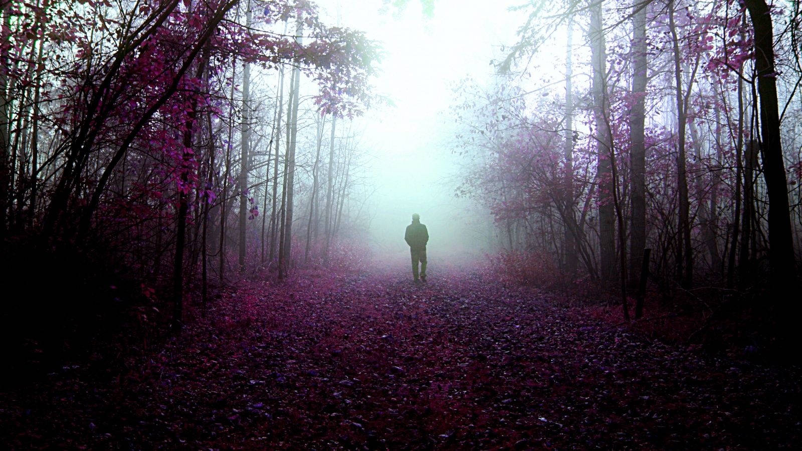 Mystery Purple Forest Aesthetic Digital Art