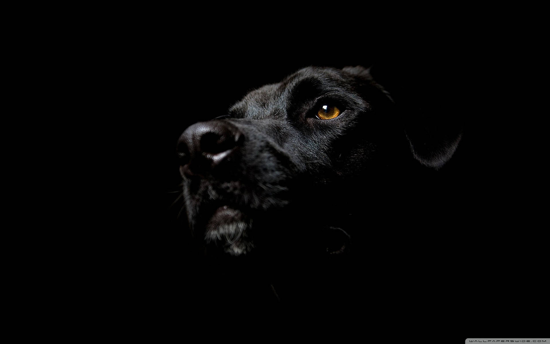 Mystic_ Black_ Dog_ Portrait Background