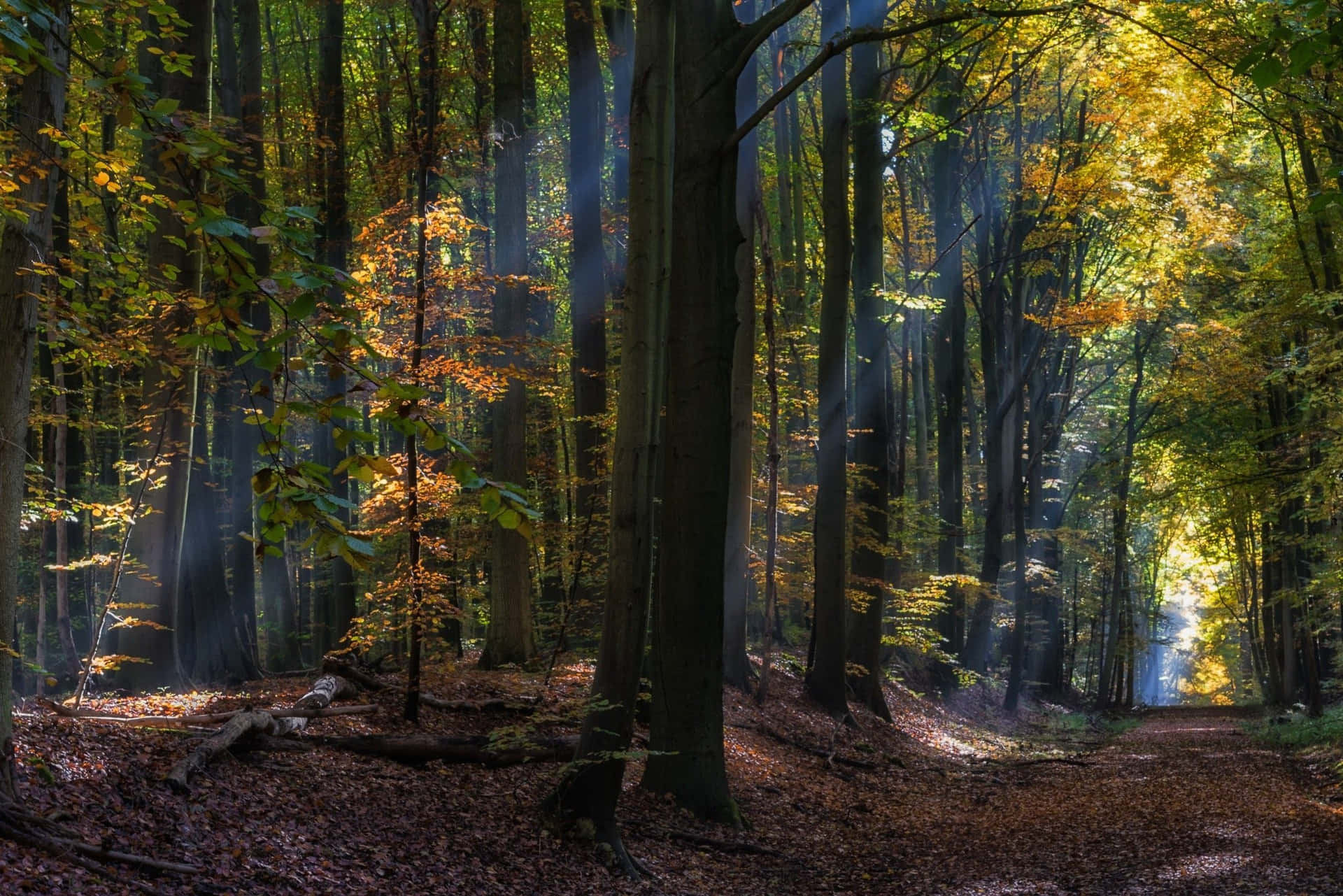 Mystic Fairy Forest Background