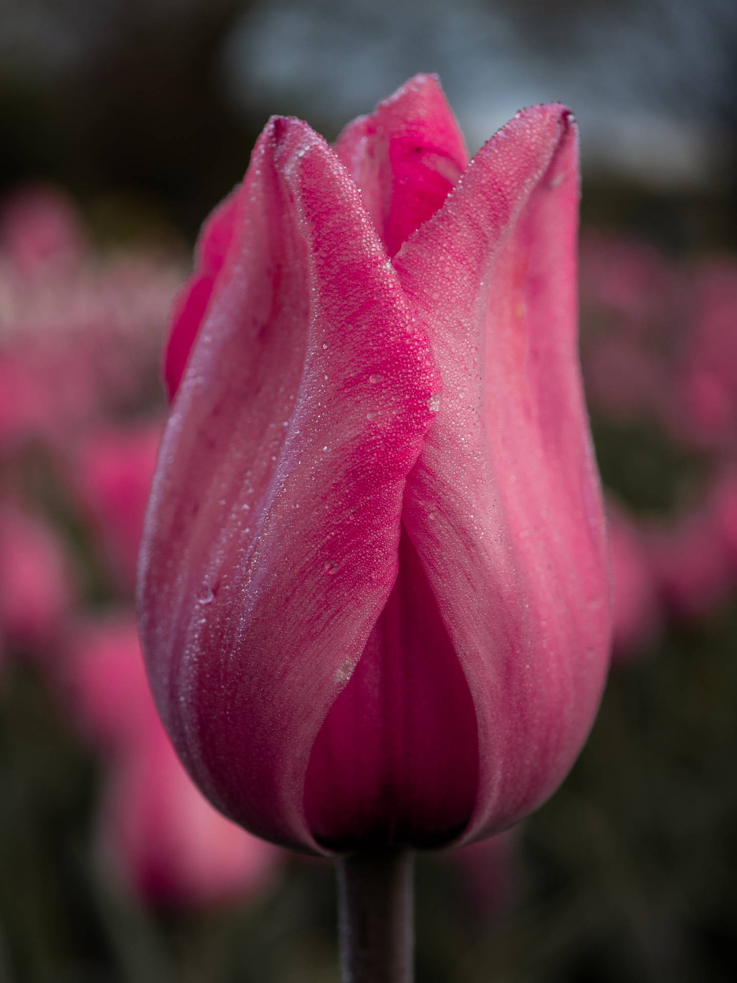 Mystic Pink Tulip Hd Background