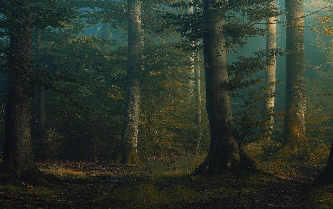 Mystical Forest Dark Background