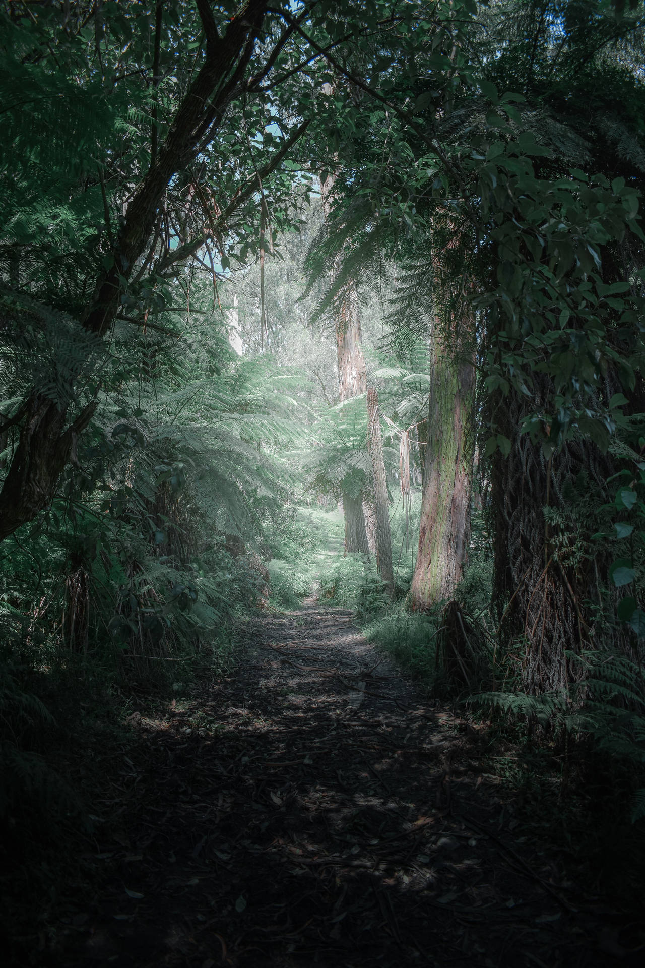 Mystical Forest Entrance