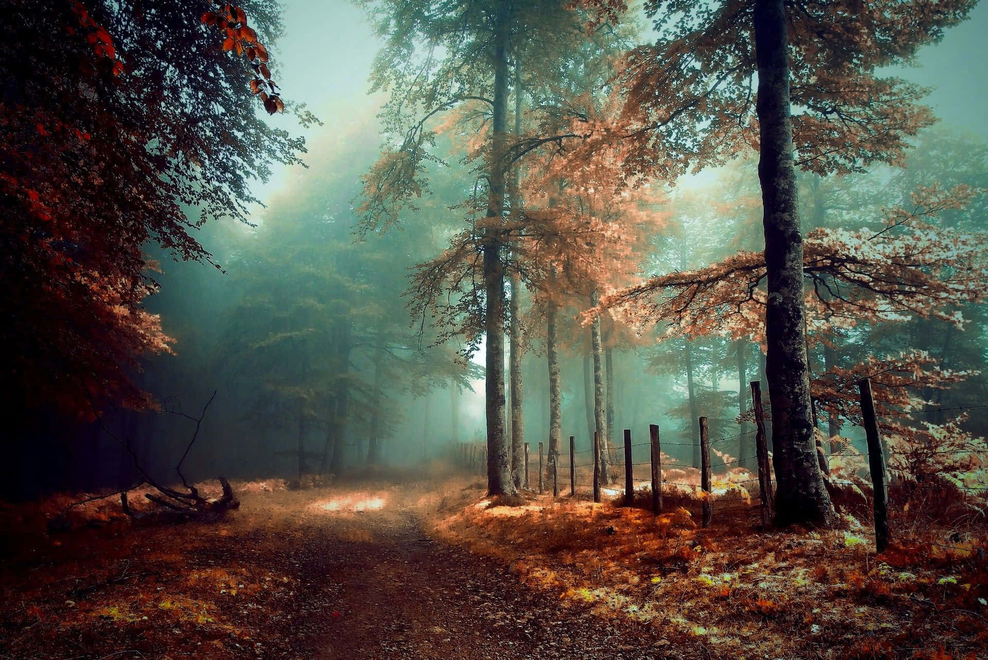 Mystical Forest Fog Path.jpg Background