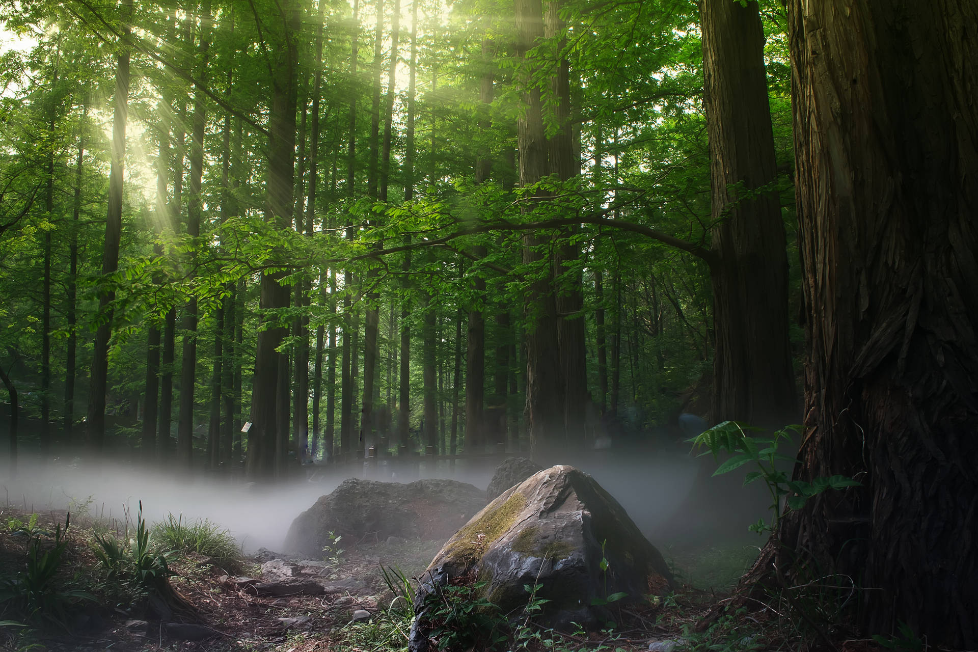 Mystical Forest Haze Background