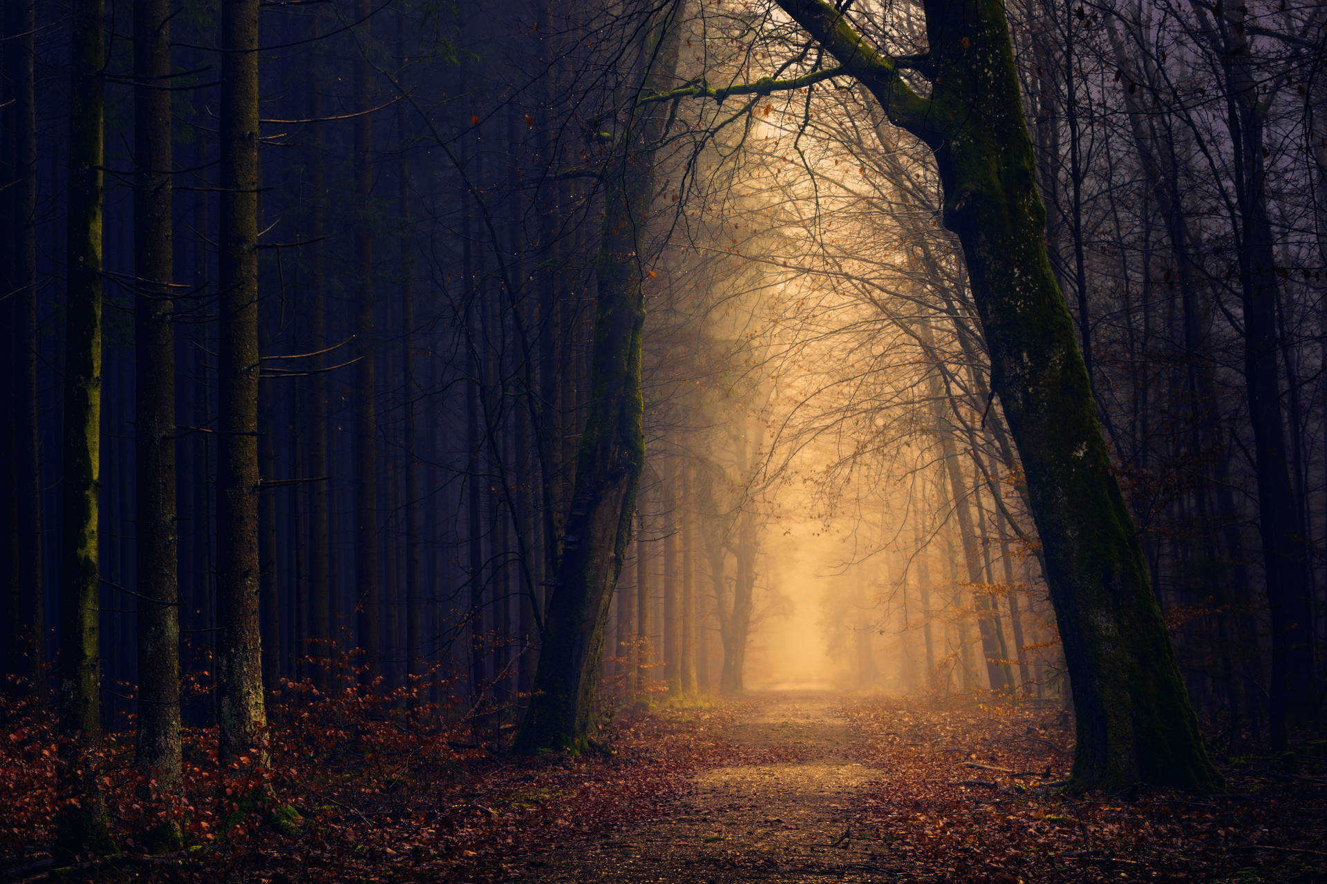 Mystical Forest Illuminate Background