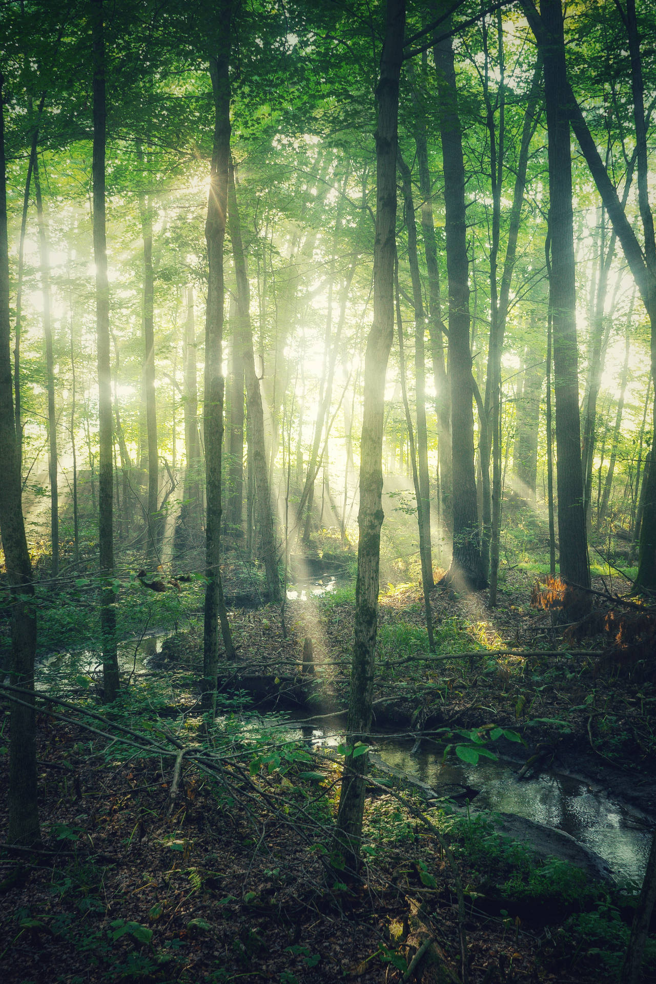 Mystical Forest Sunlight Background