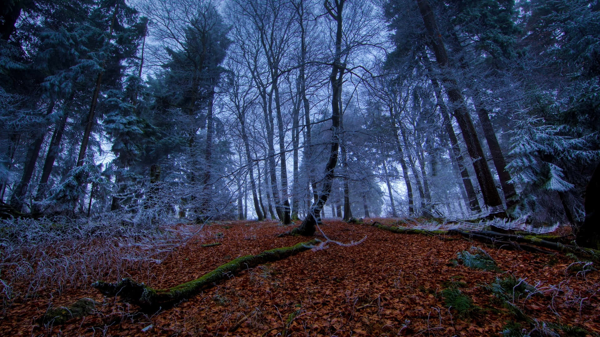 Mystical Frosty Forest Dusk Background