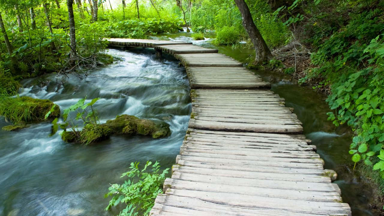 Mystical Moonlit Night Over The Woods Background