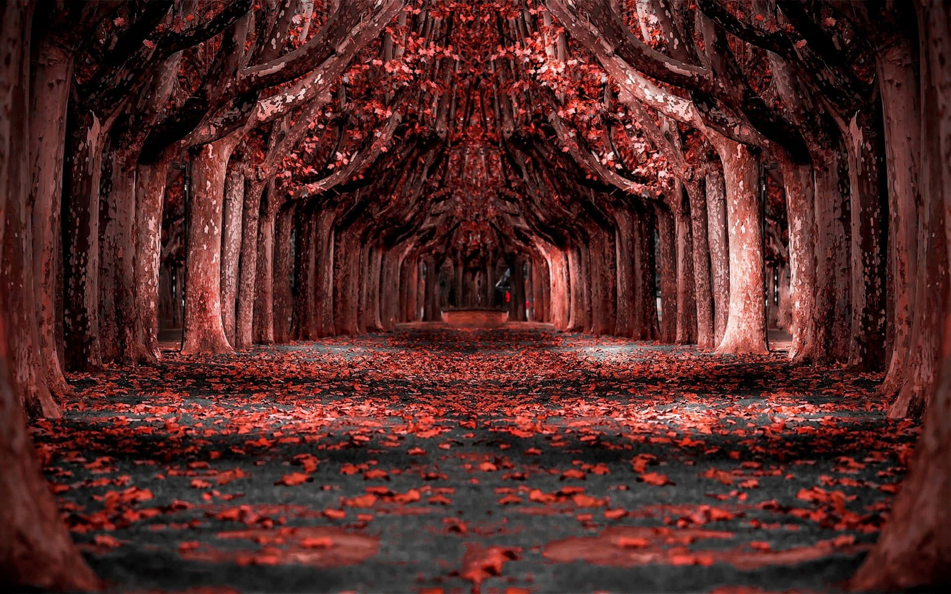 Mystical Red Forest In The Morning Sun Background
