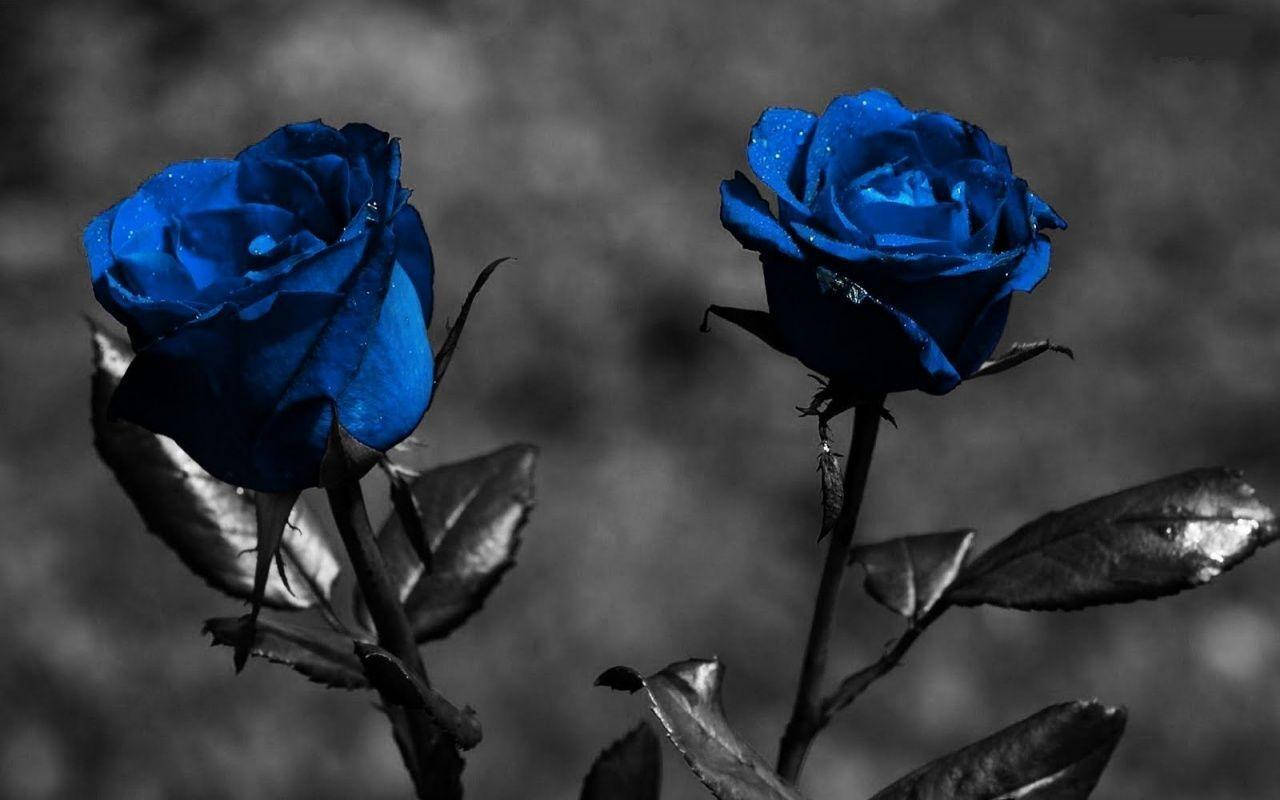 Mystique Blooms: Two Blue Roses On Dark Screen Background