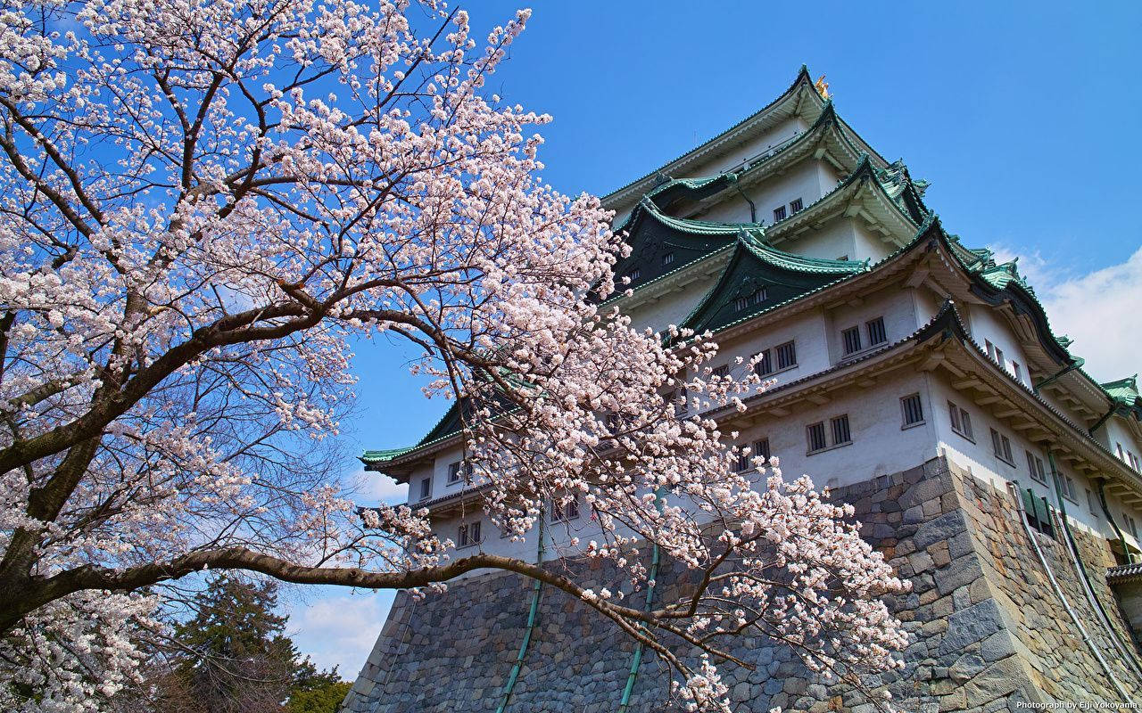 Nagoya Castle With Cherry Blossom Background