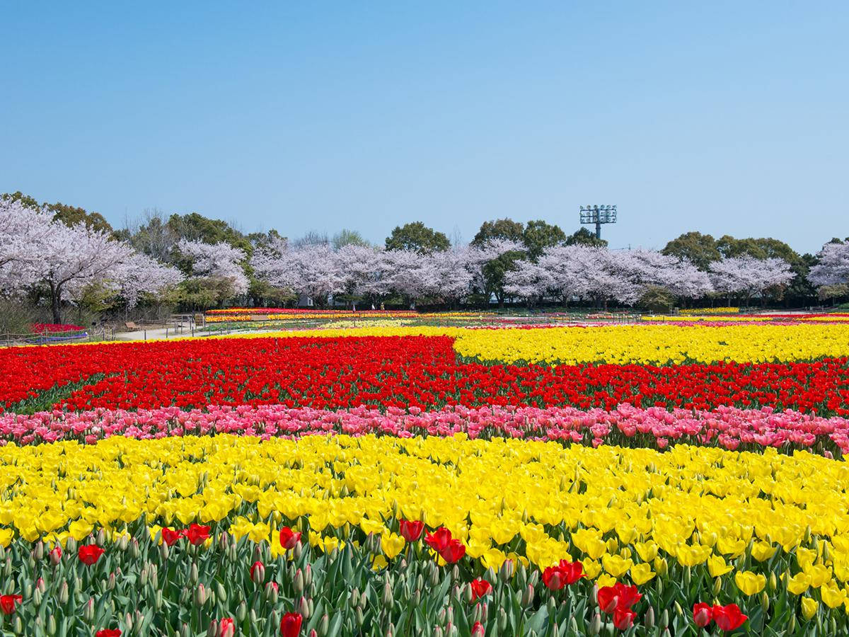 Nagoya Nabana No Sato Garden