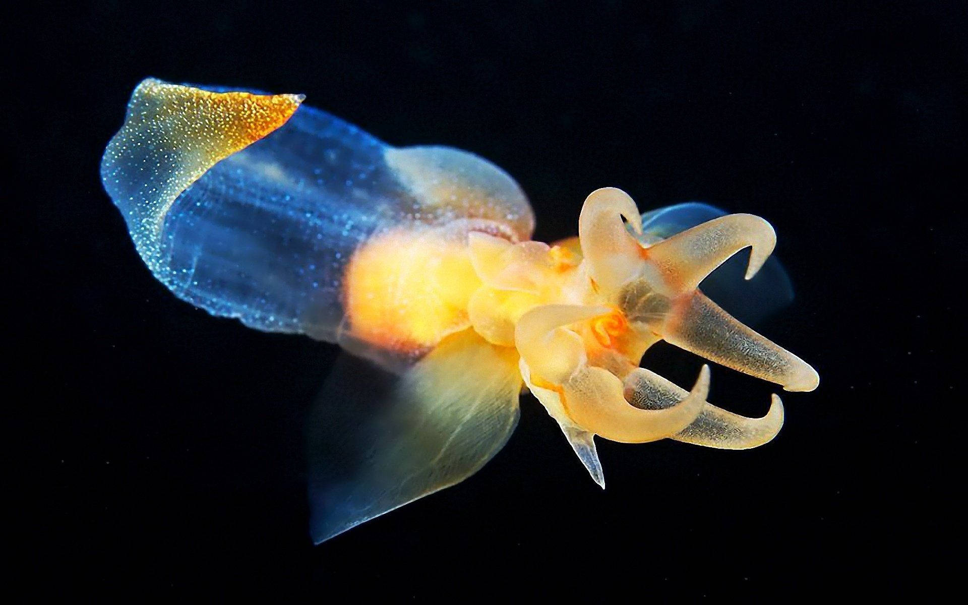 Naked Sea Butterfly Calamari Background