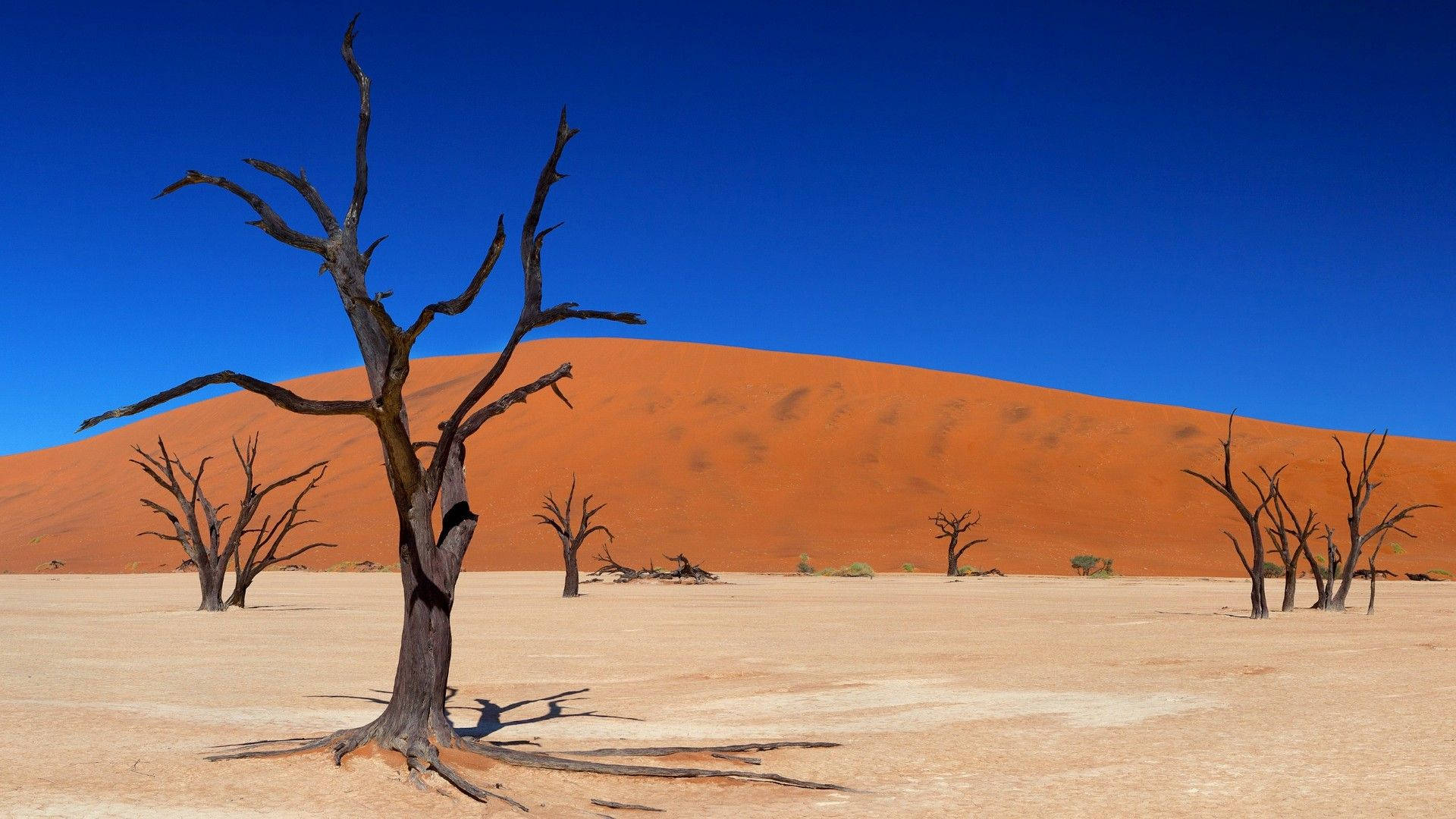 Namibia Deadvlei Dead Trees Background