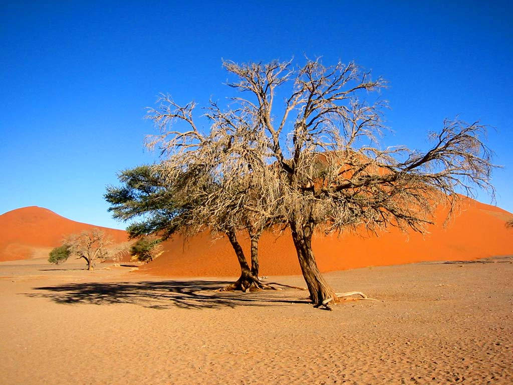 Namibia Dry Tree On Desert Background