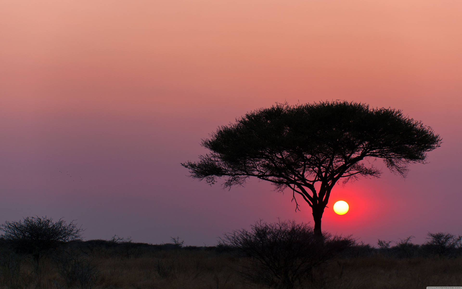 Namibia Etosha National Park Background