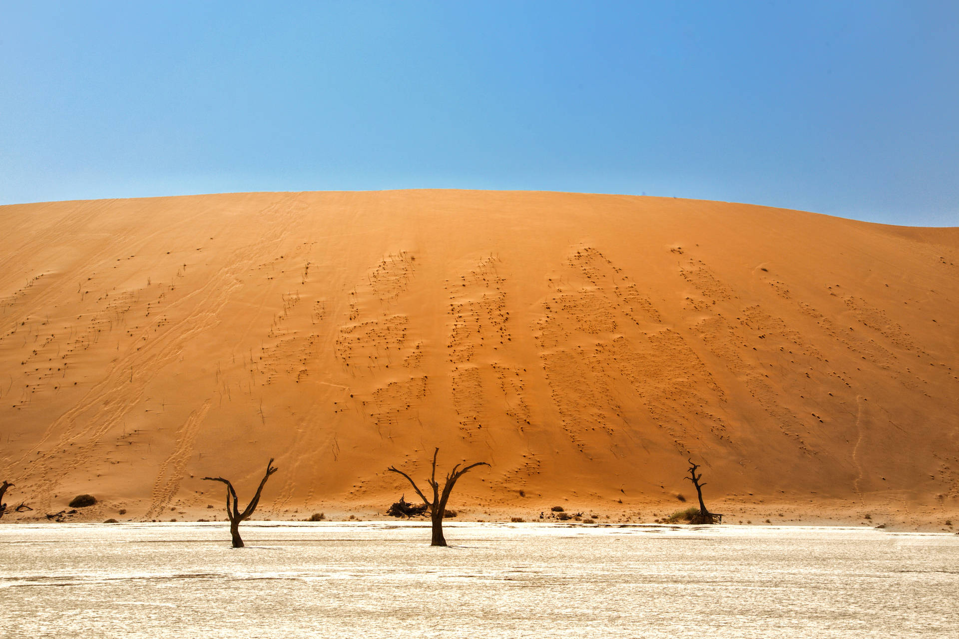 Namibia Grassy Sand Dunes Background