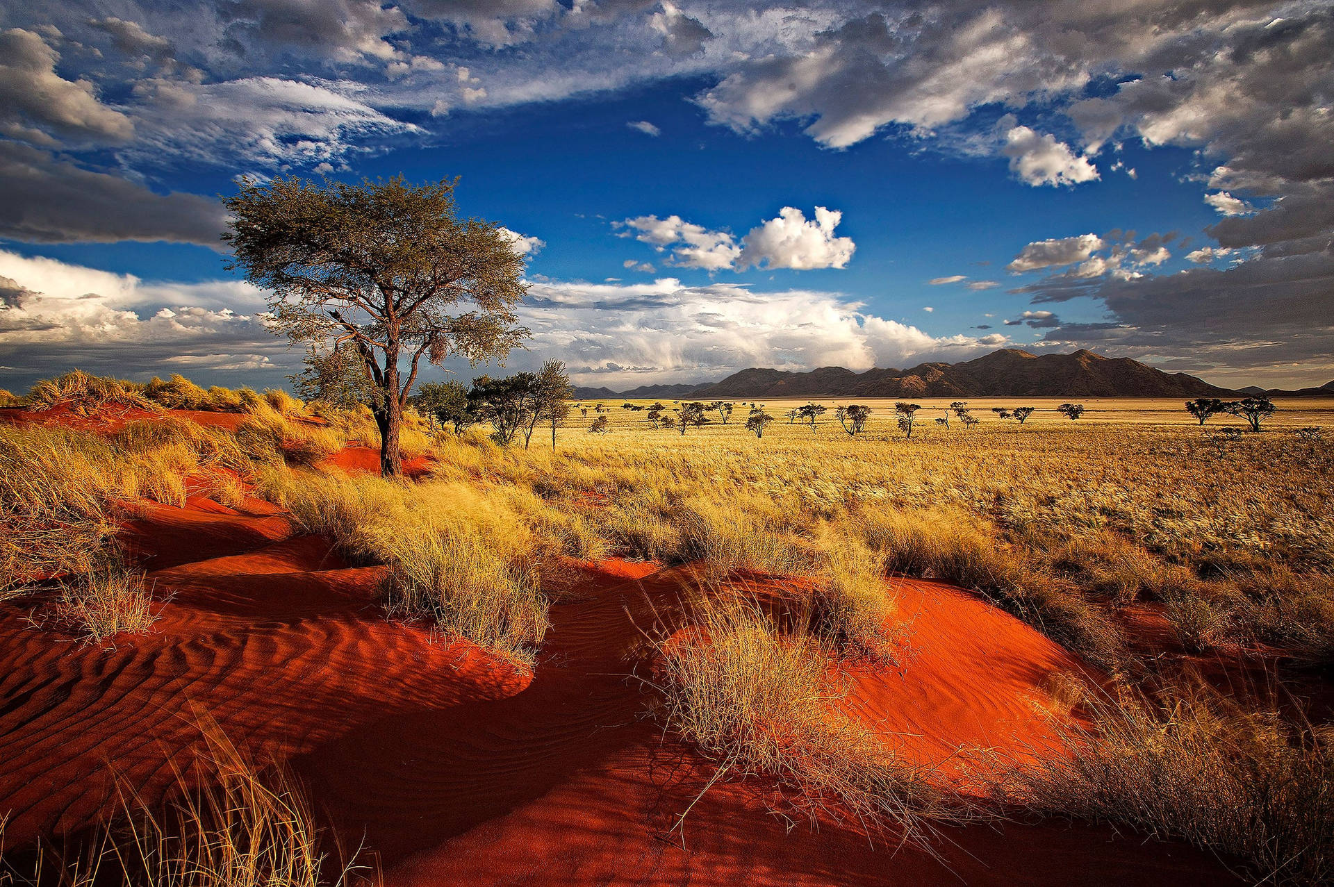 Namibia Namib Desert With Vegetation Background