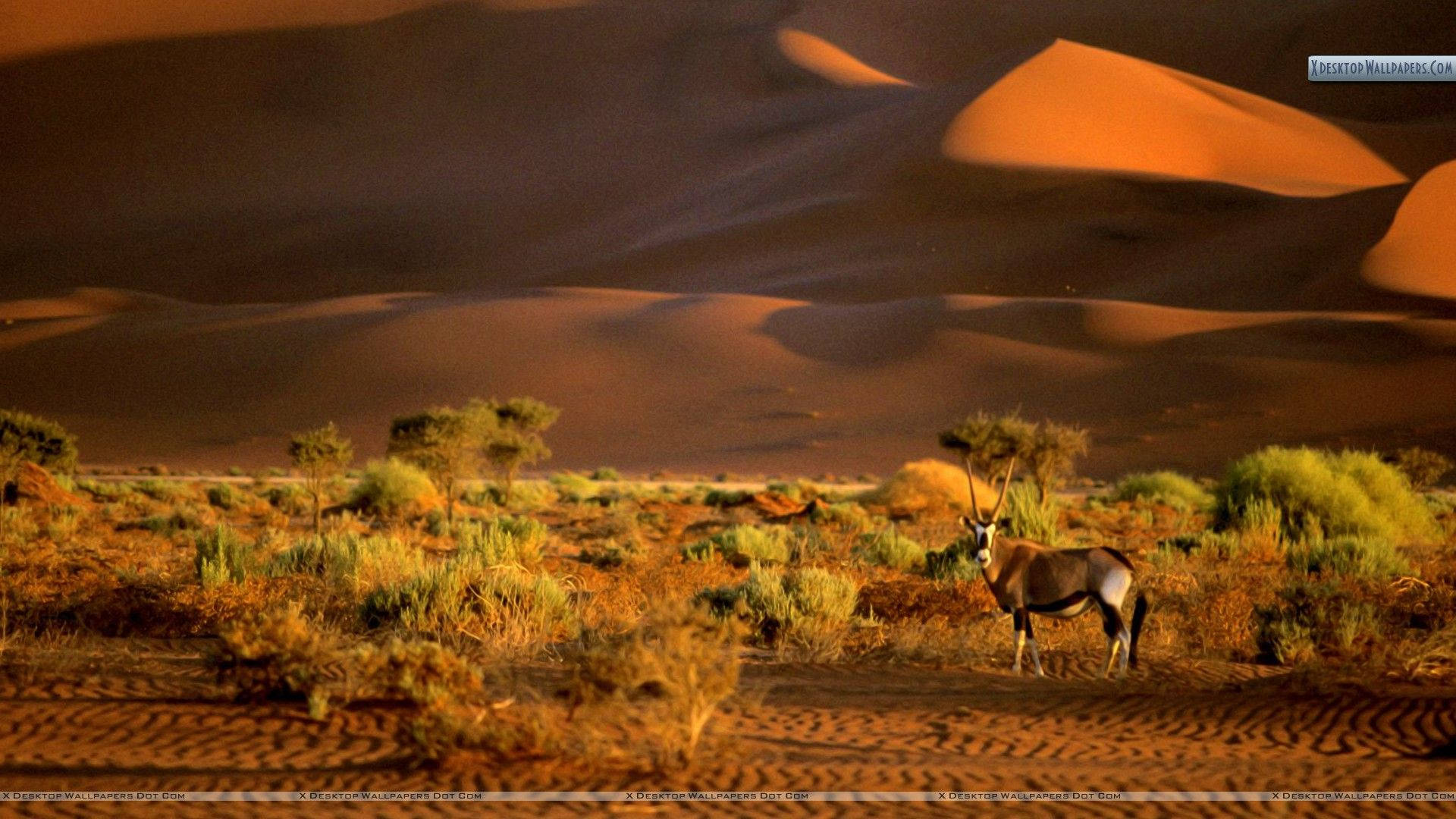 Namibia Oryx Animal Background