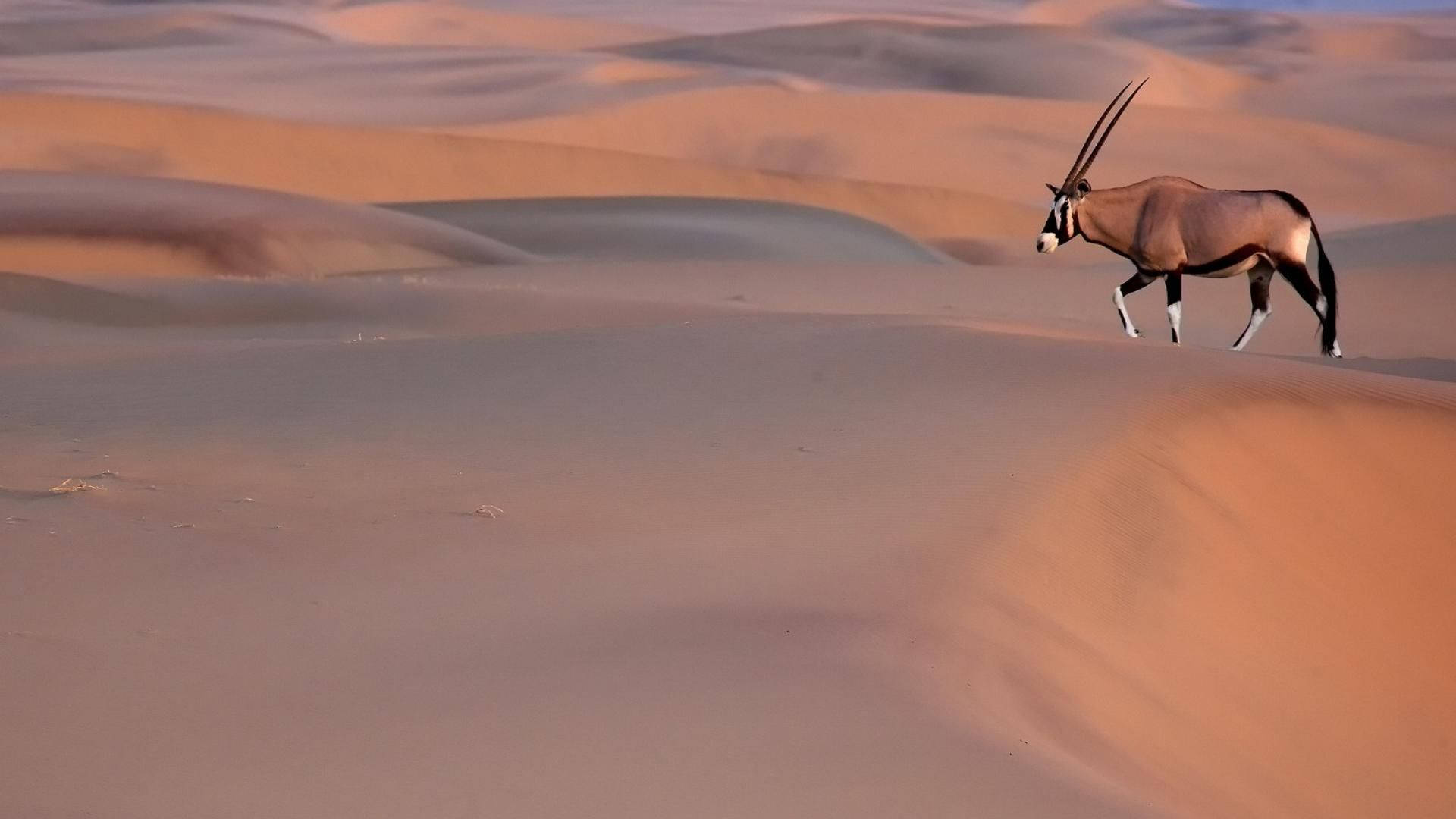 Namibia Oryx On Desert Background