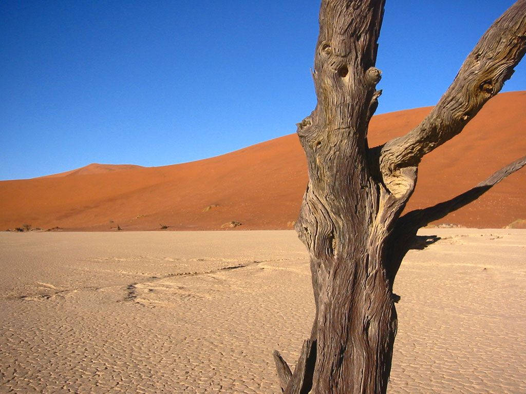 Namibia Tree Bark In Desert Background