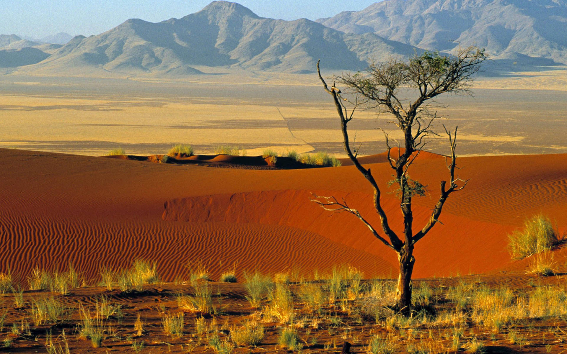 Namibia Tree In Namib Desert Background