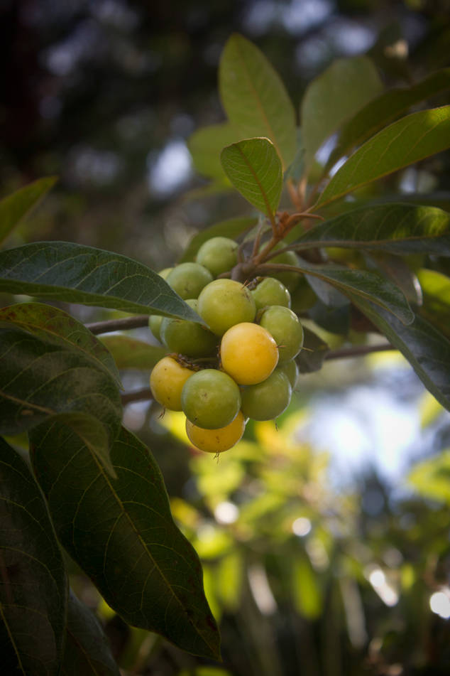 Nance Fruit Bunched Up Background