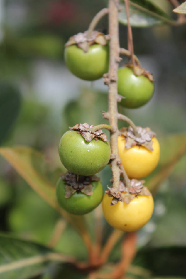 Nance Fruit On Its Vine Background