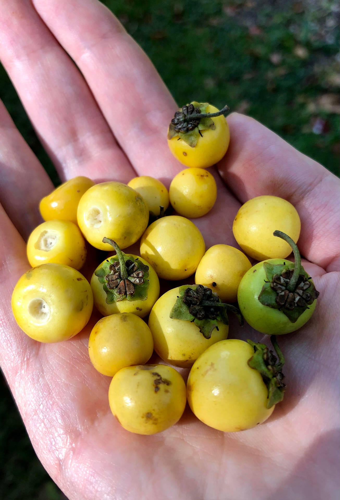 Nance Fruit On Palm