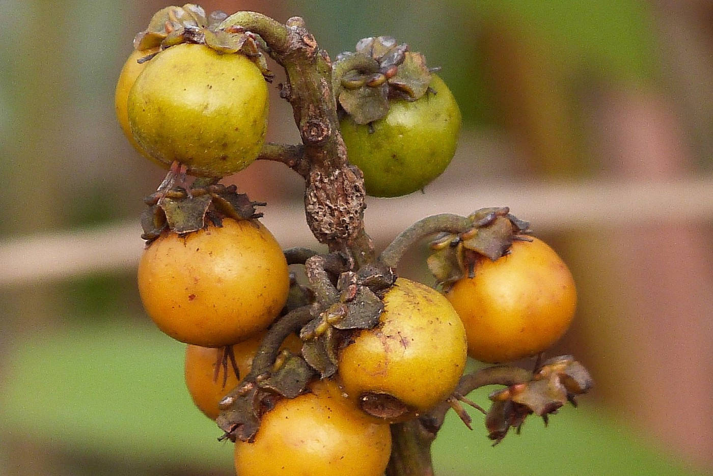 Nance Fruit On Stem Background