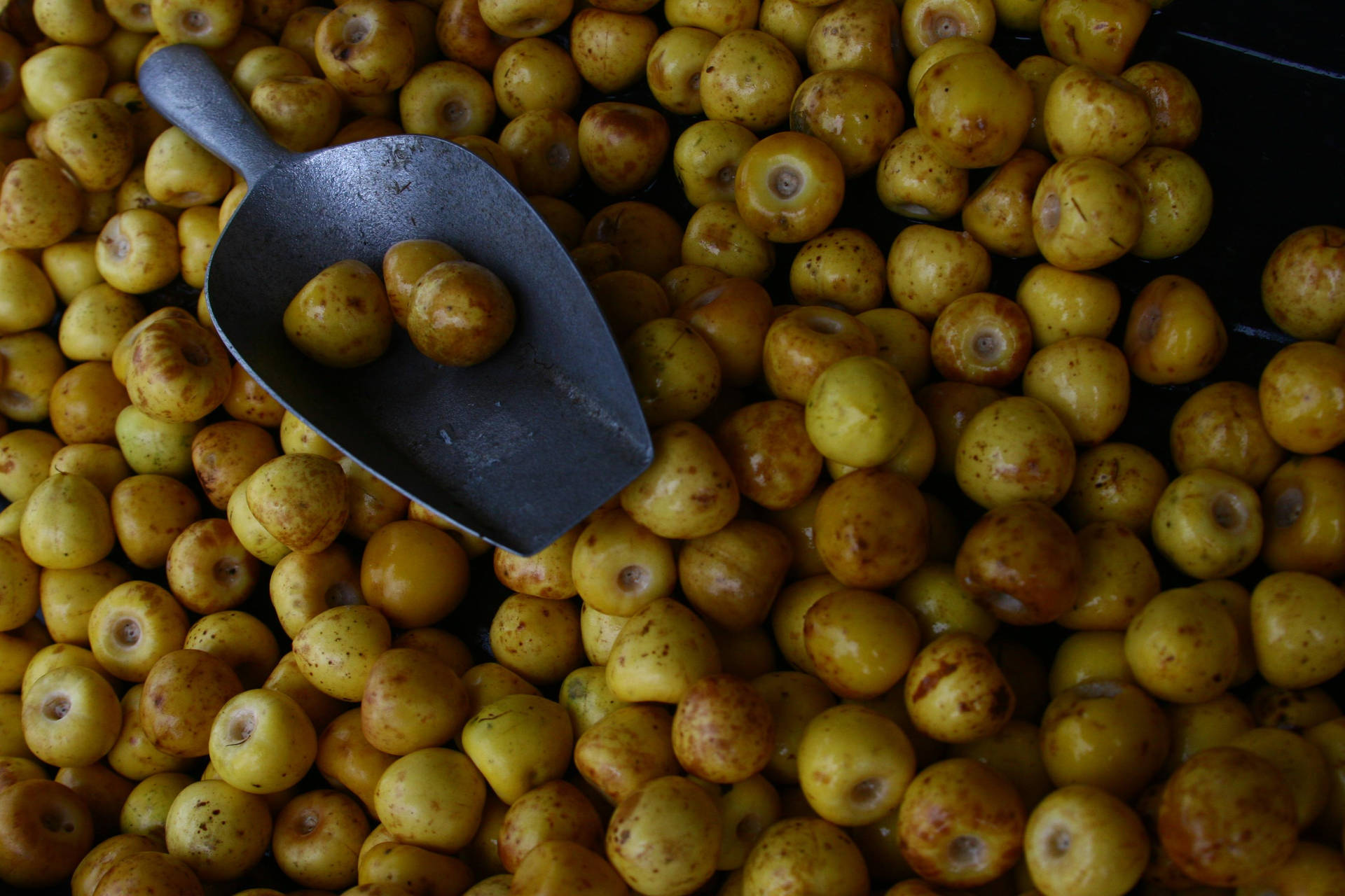 Nance Harvested With A Scoop Background