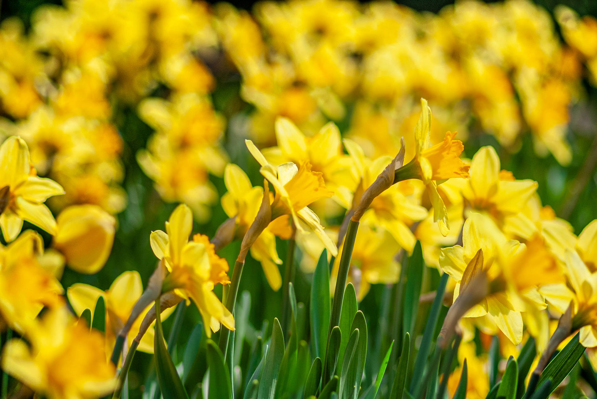Narcissus Daffodils Background