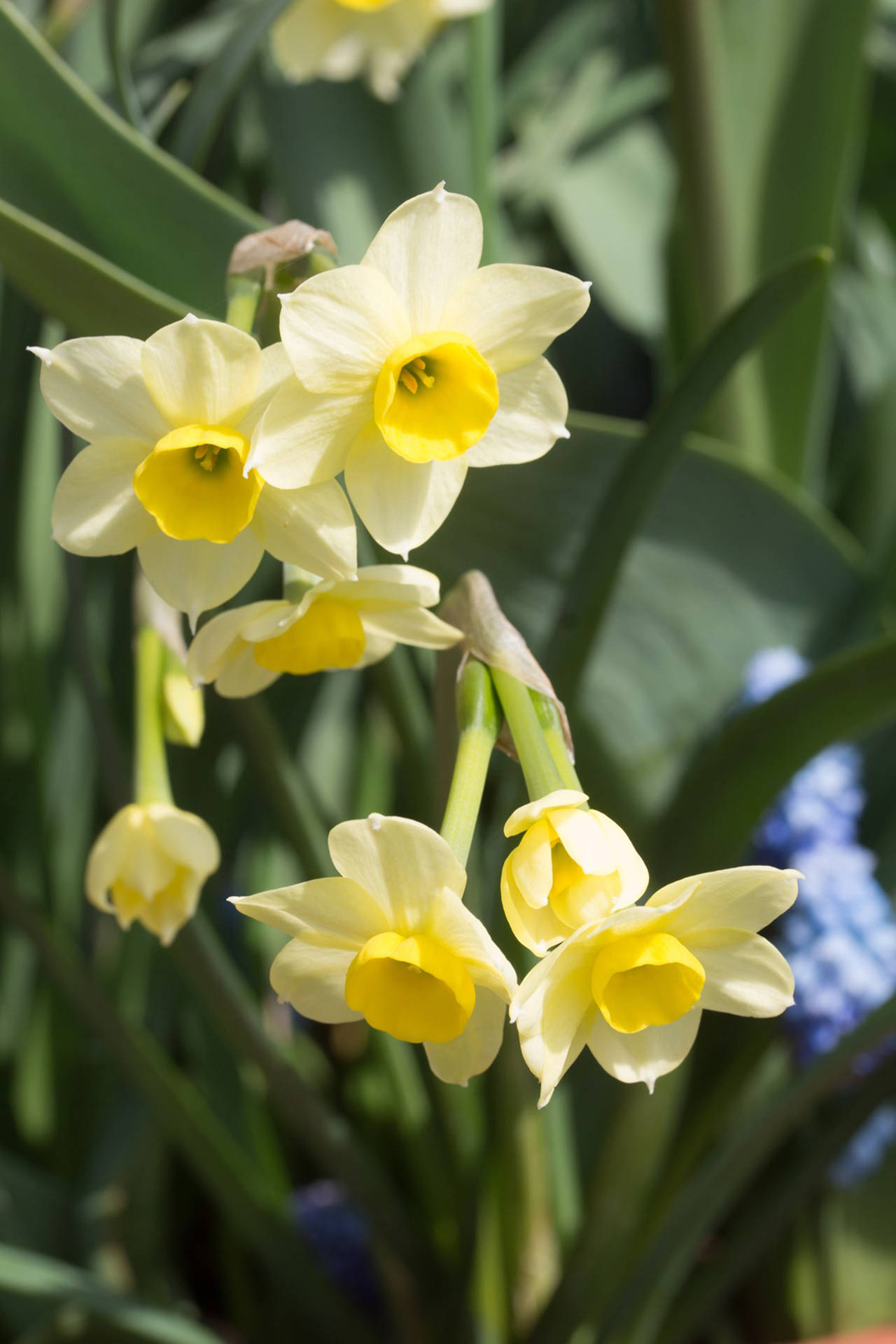 Narcissus Flower Minnow Background