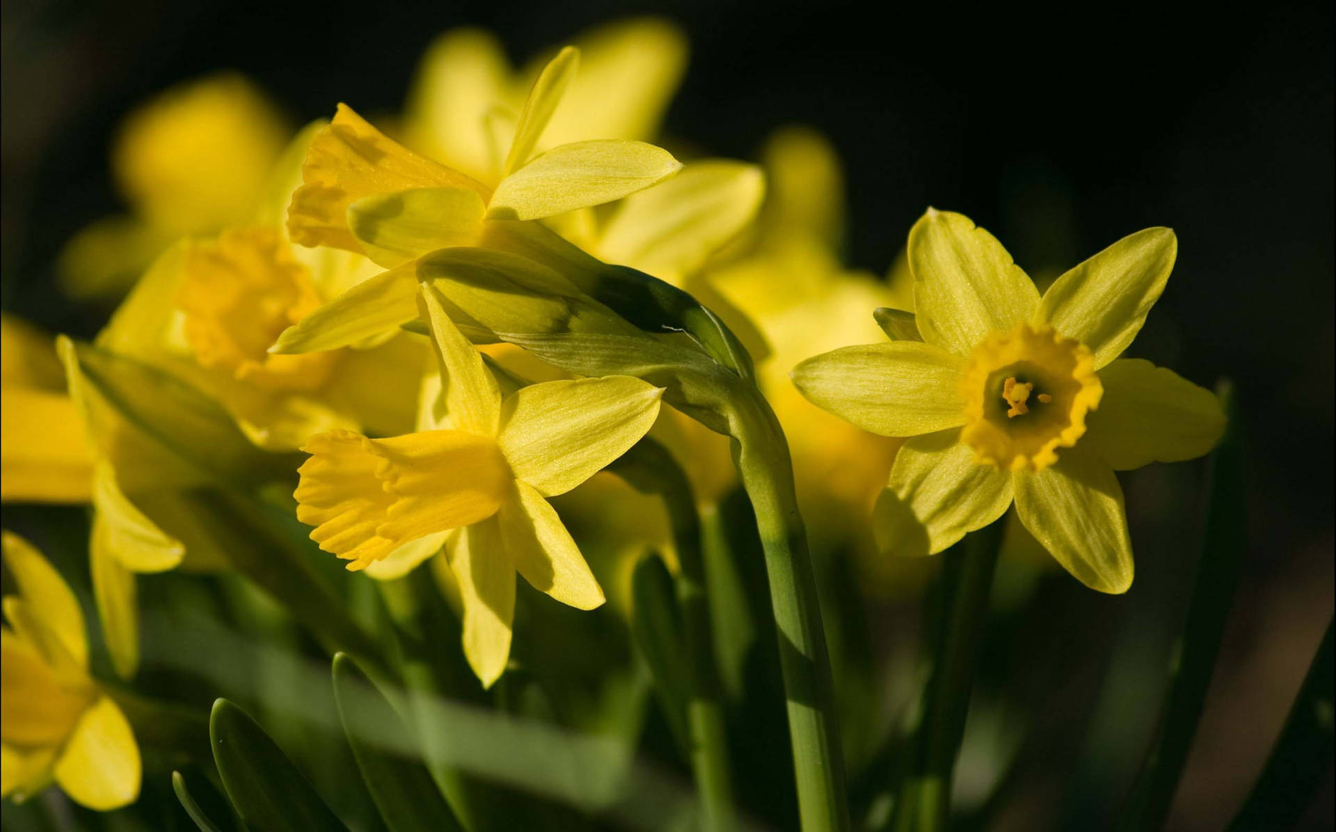 Narcissus Flowers Cyclamineus Background