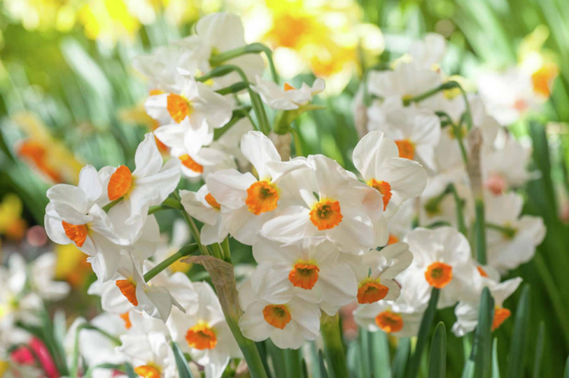 Narcissus Flowers Geranium Background