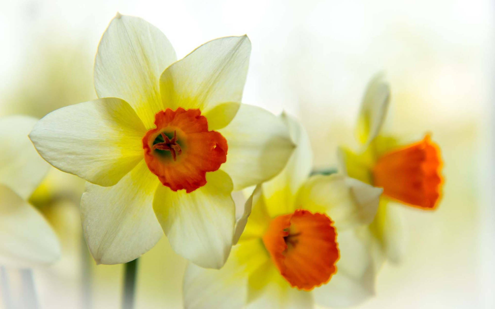 Narcissus Flowers Illustration Background