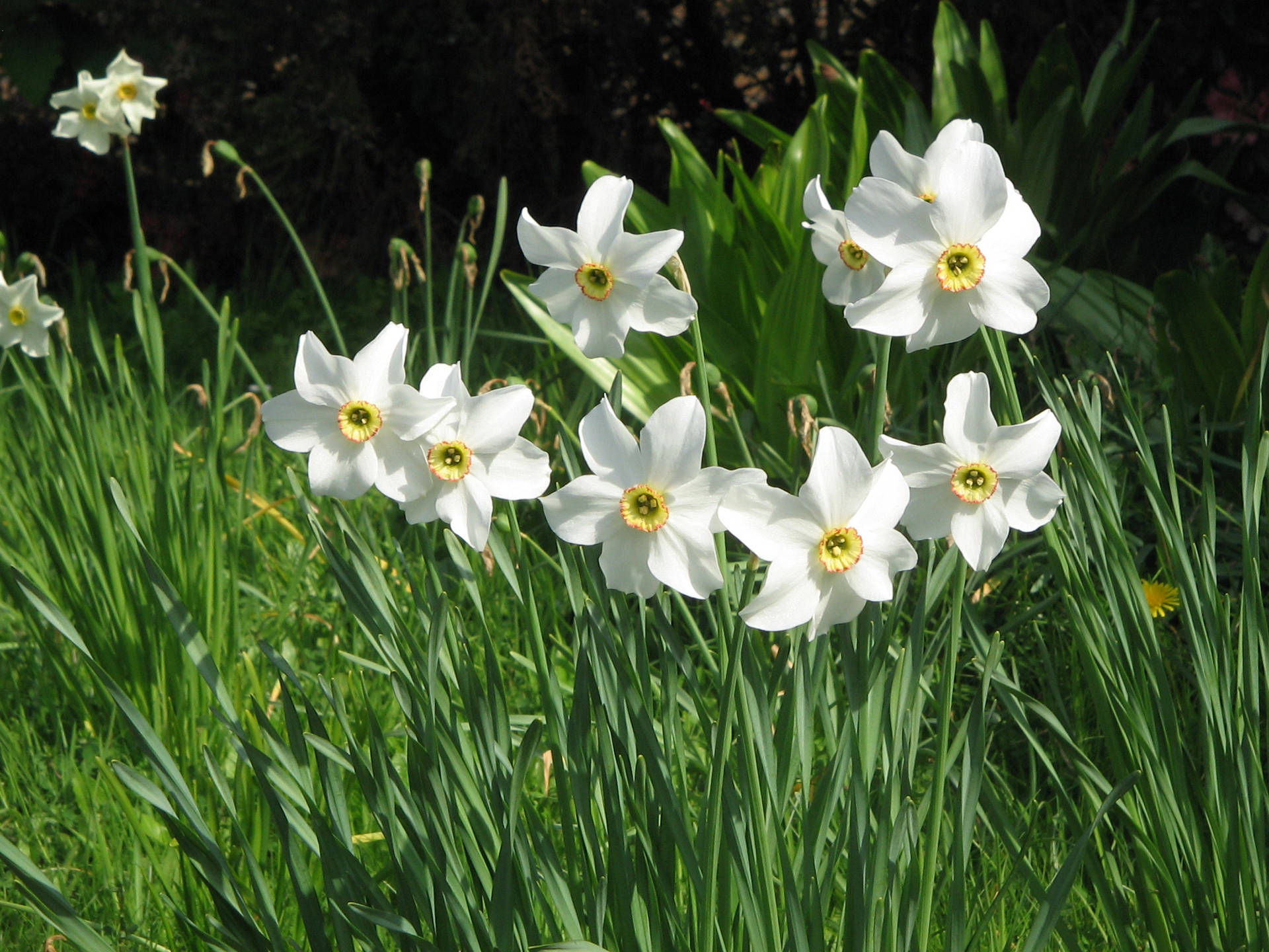 Narcissus Flowers Poeticus Background