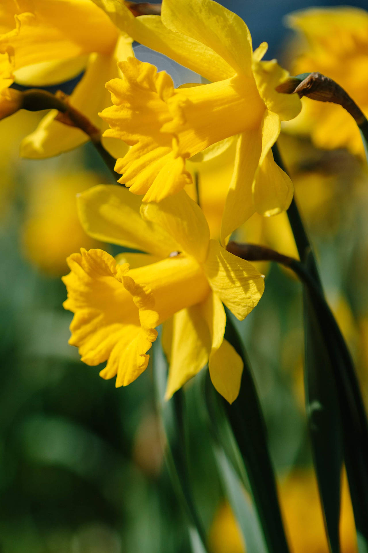 Narcissus Spring Daffodil Flowers Background