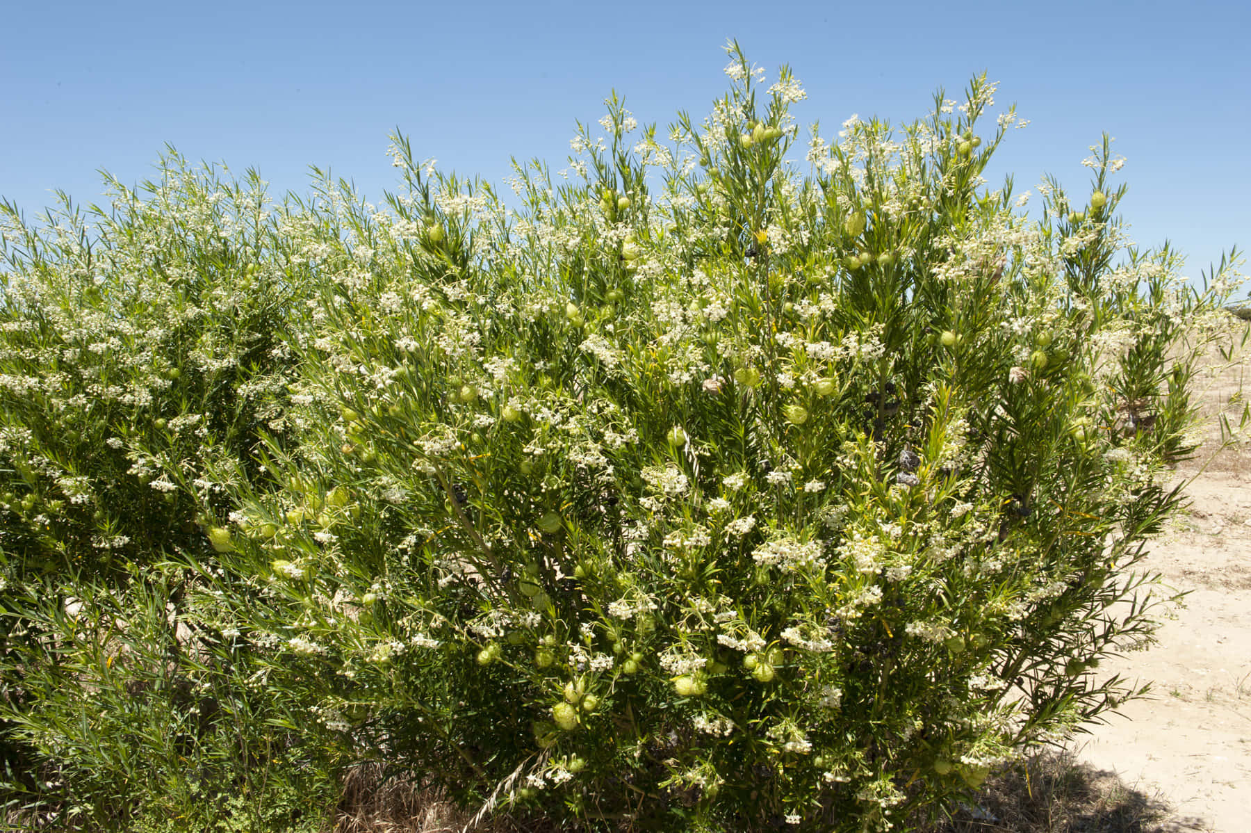 Narrow Leaf Cotton Bush Desert Background