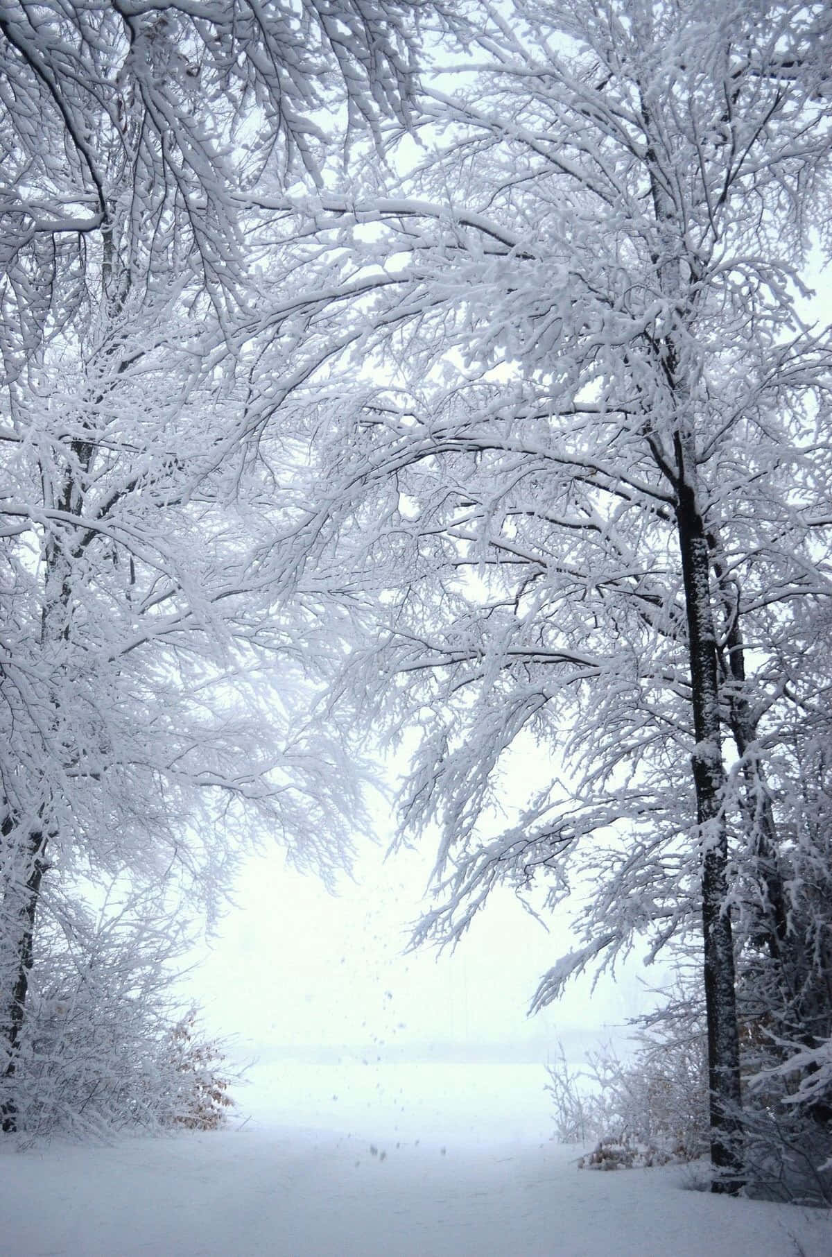 Narrow Pathway Winter Wonderland Desktop