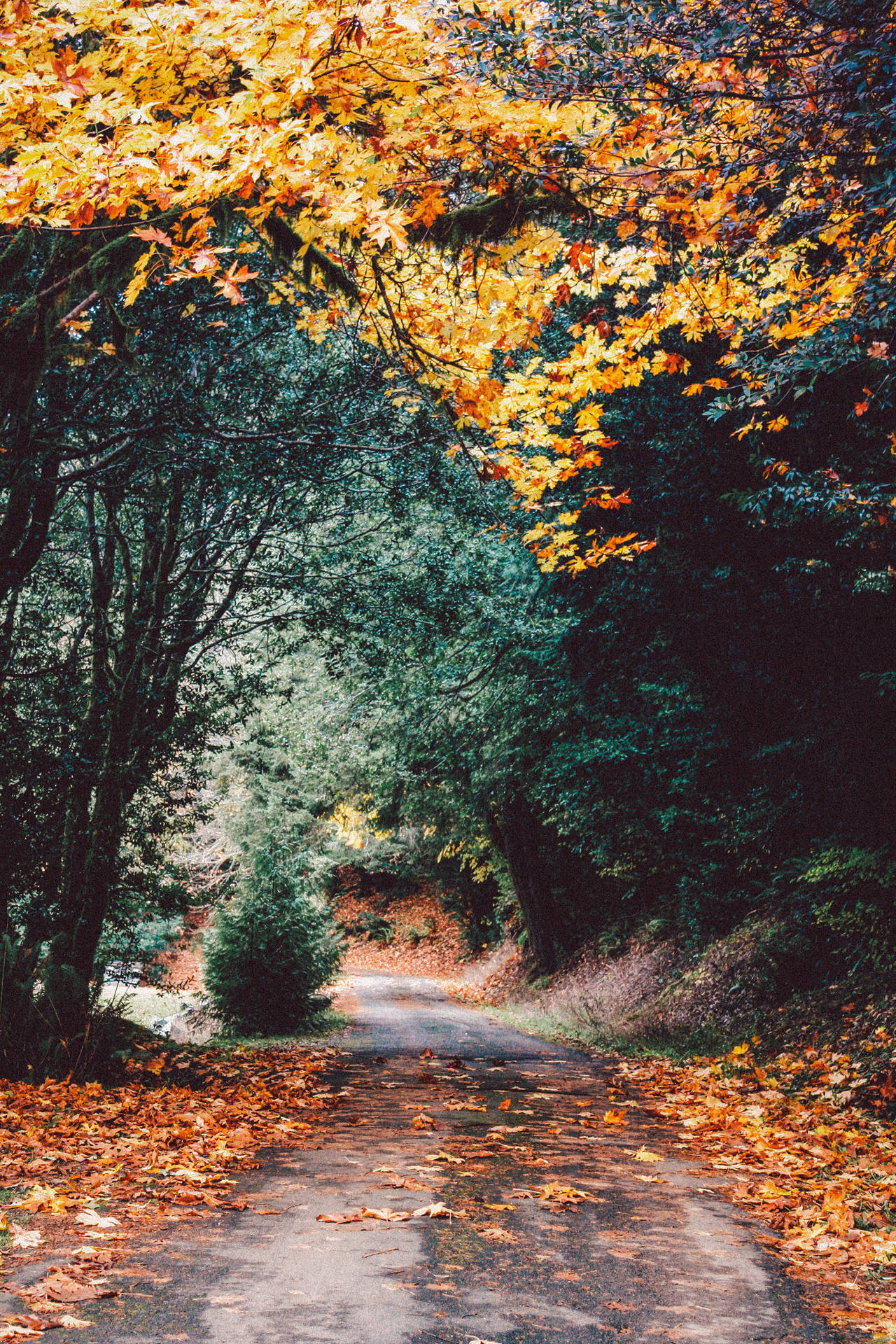 Narrow Road In Autumn Forest Background
