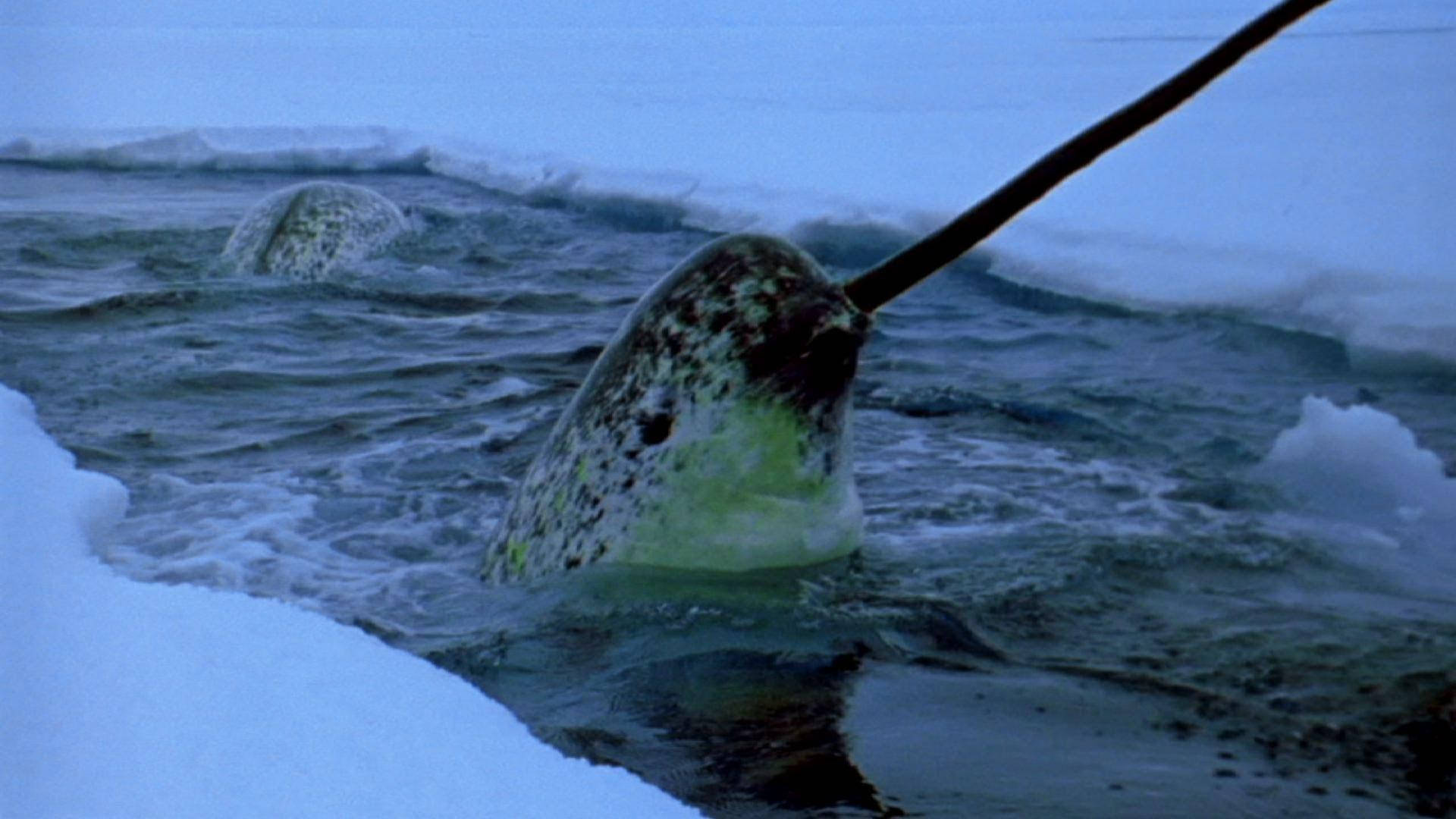 Narwhal Peeking Out Of Water Background