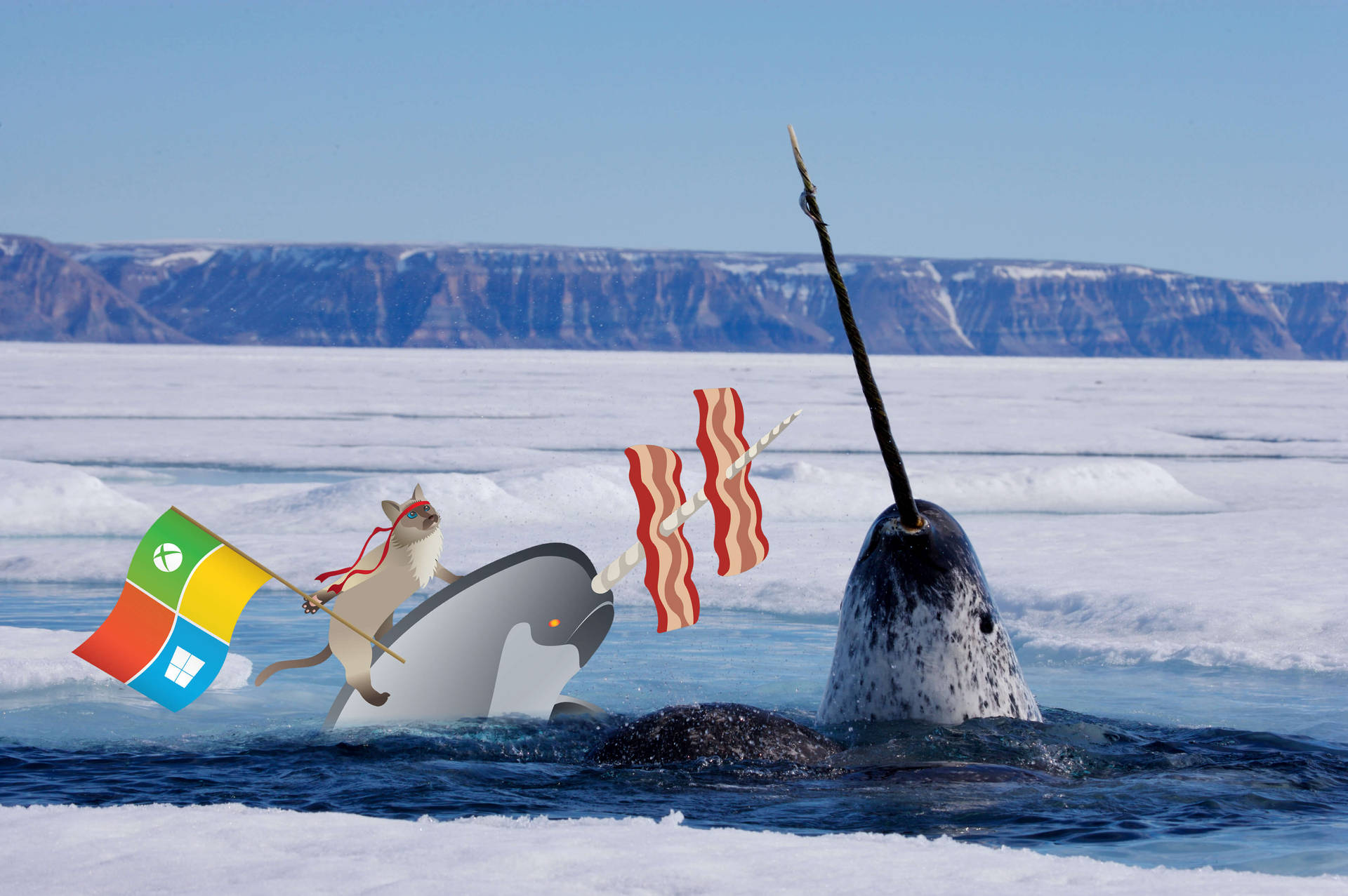 Narwhal With Windows Cartoon Background