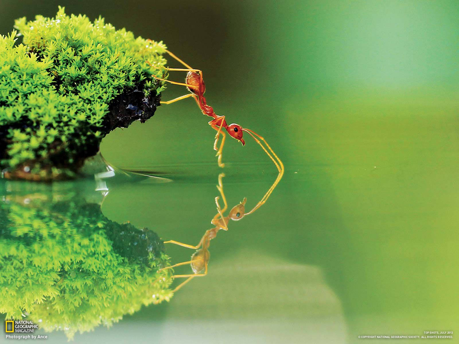National Geographic Ant Background