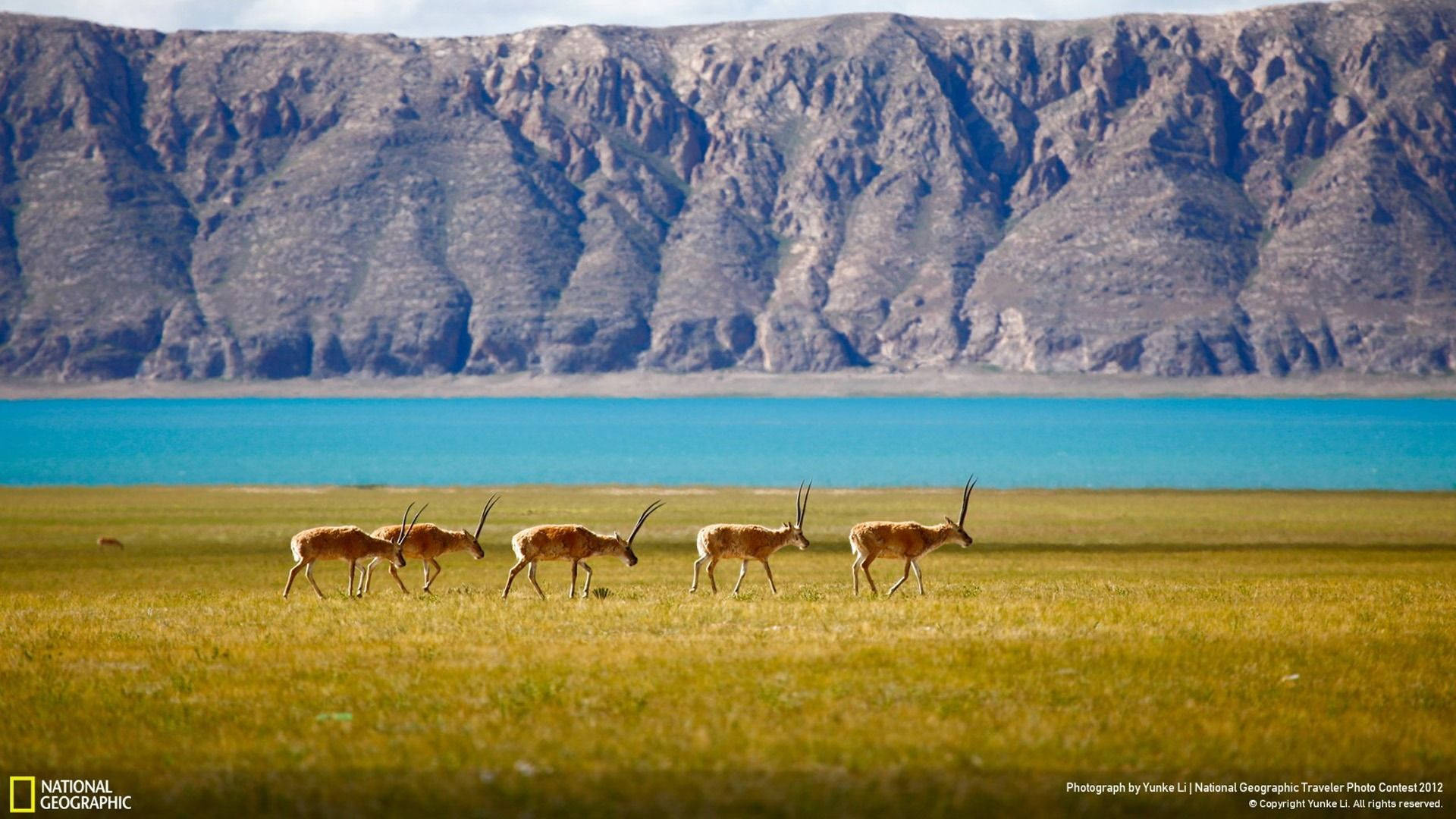 National Geographic Antelopes Background