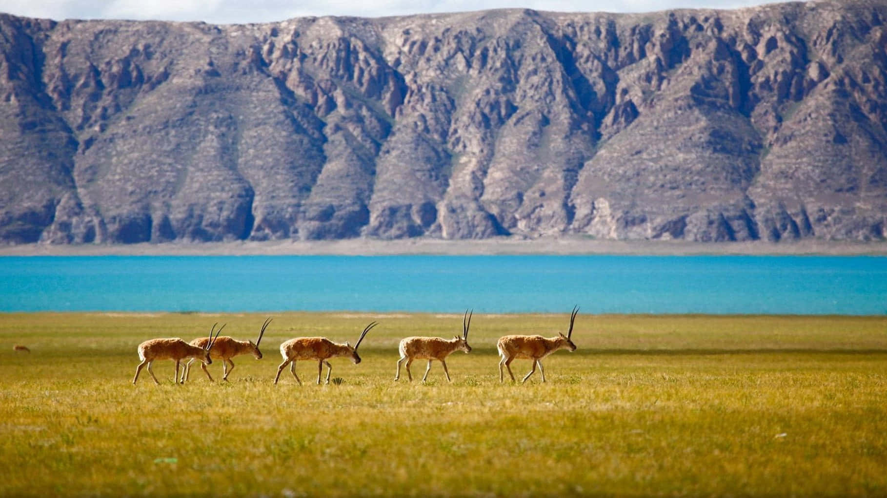 National Geographic Desktop Antelope Background