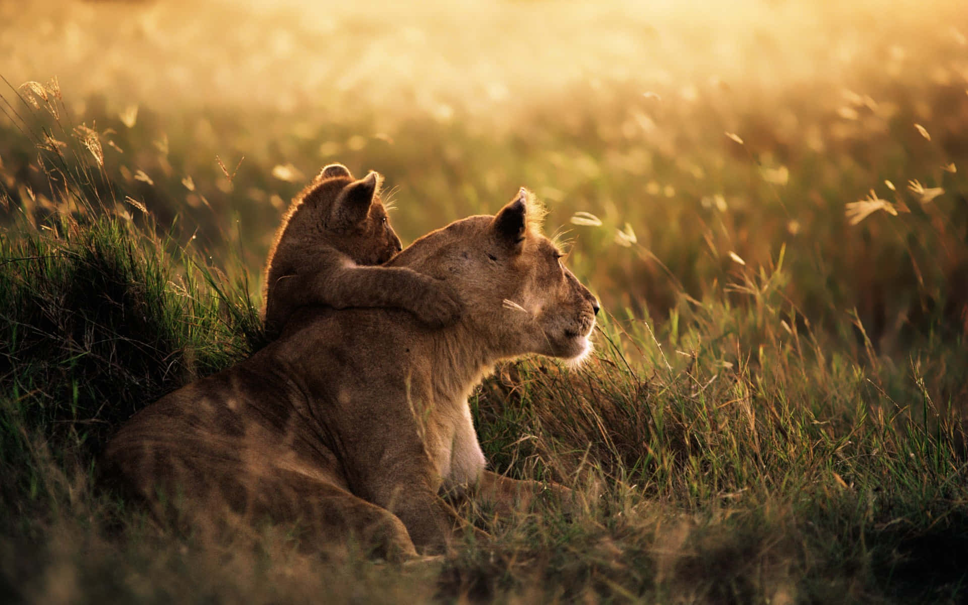 National Geographic Desktop In The Grass Background