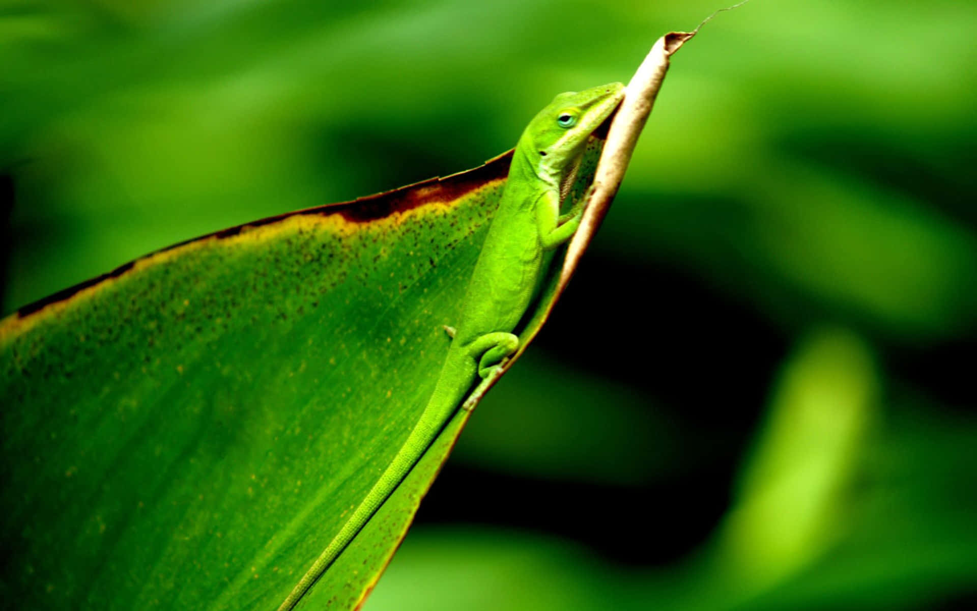 National Geographic Desktop Is Green Background